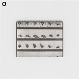 1-61_Eadweard-Muybridge_memo