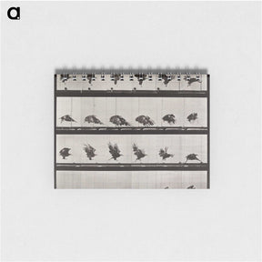 1-61_Eadweard-Muybridge_memo