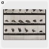 1-61_Eadweard-Muybridge_picture-crop