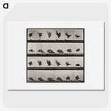1-61_Eadweard-Muybridge_picture