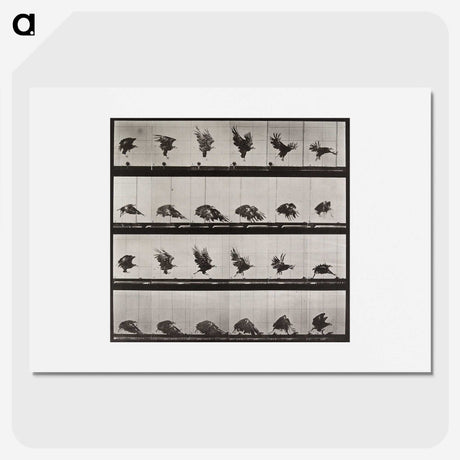 1-61_Eadweard-Muybridge_picture