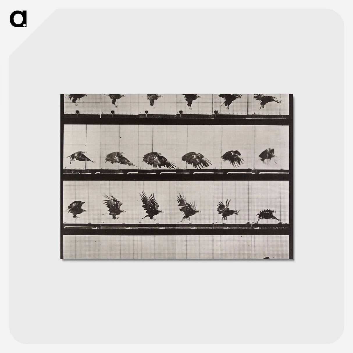 アートポストカード-Animal Locomotion Plate 730
 - エドワード マイブリッジ Postcard.