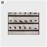 アートポストカード-Animal Locomotion Plate 730
 - エドワード マイブリッジ Postcard.