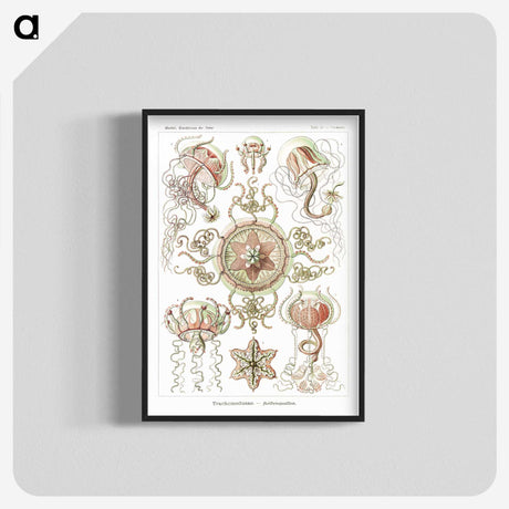 1-61_Ernst-Haeckel_blk-crop