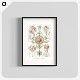 1-61_Ernst-Haeckel_blk