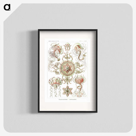 1-61_Ernst-Haeckel_blk