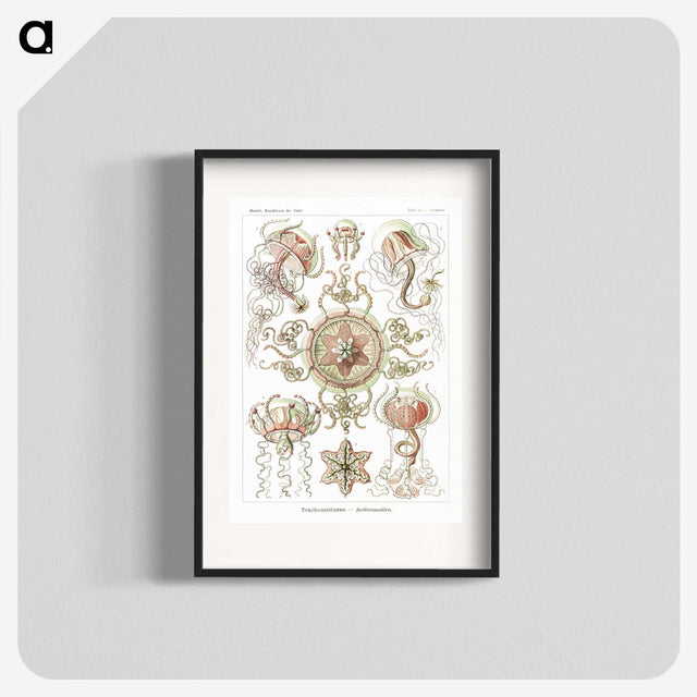 1-61_Ernst-Haeckel_blk
