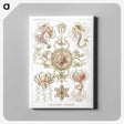 1-61_Ernst-Haeckel_canvas