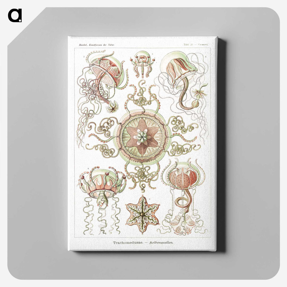 1-61_Ernst-Haeckel_canvas