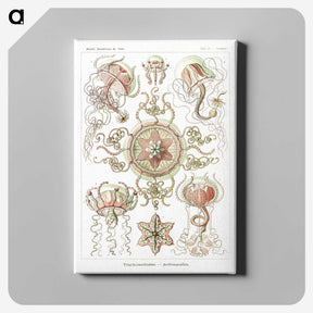 1-61_Ernst-Haeckel_canvas