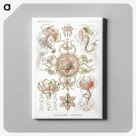 1-61_Ernst-Haeckel_canvas