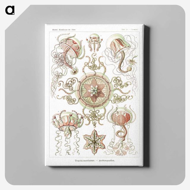 1-61_Ernst-Haeckel_canvas