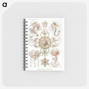 1-61_Ernst-Haeckel_memo