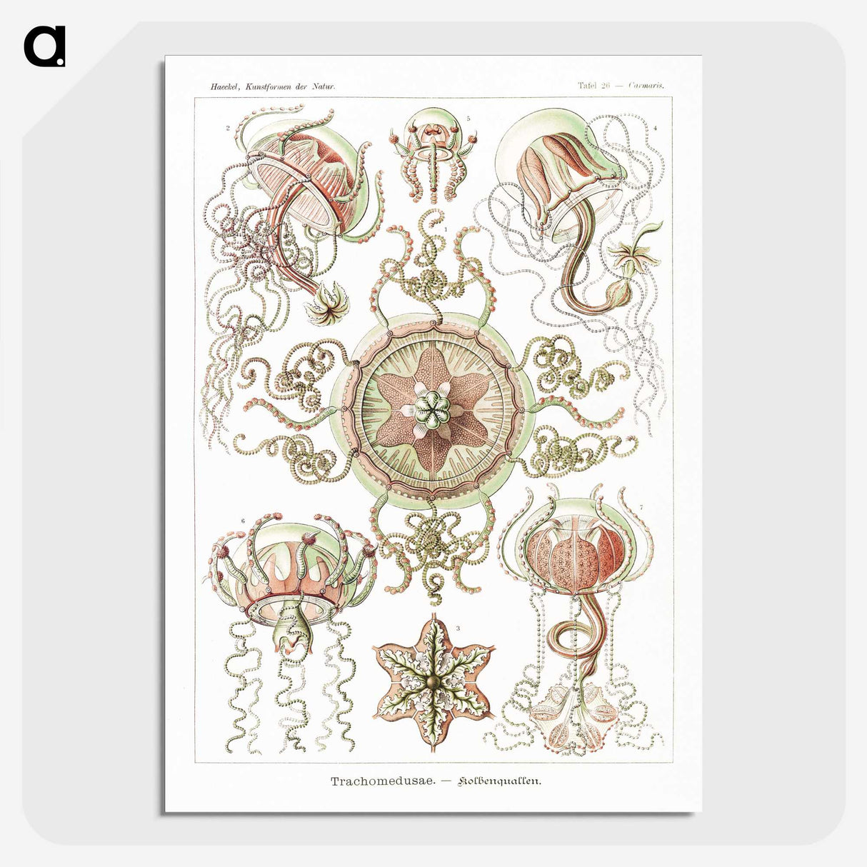 1-61_Ernst-Haeckel_picture-crop