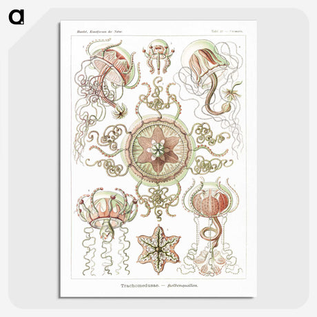 1-61_Ernst-Haeckel_picture-crop