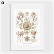 1-61_Ernst-Haeckel_picture