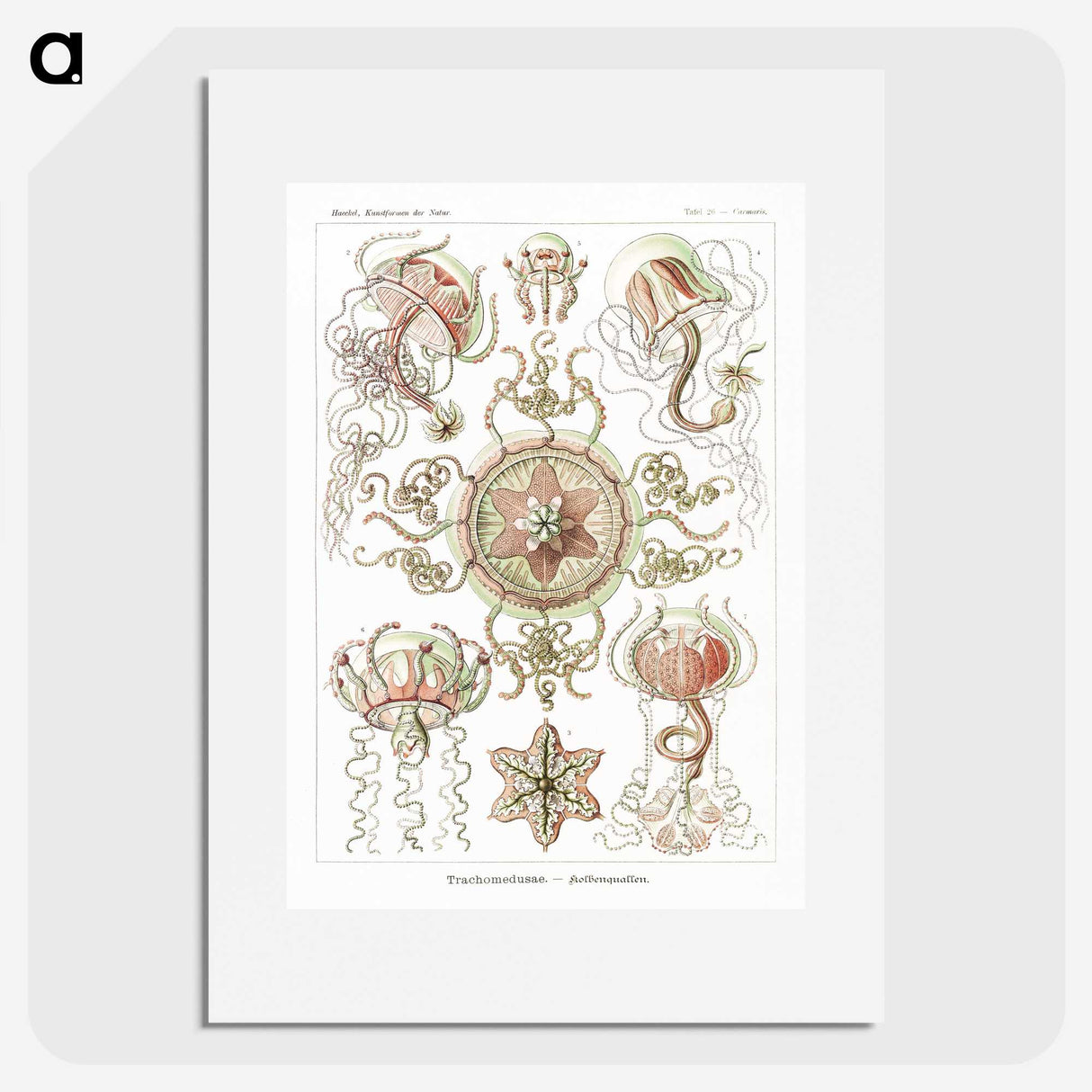 1-61_Ernst-Haeckel_picture