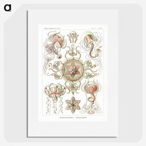 1-61_Ernst-Haeckel_picture