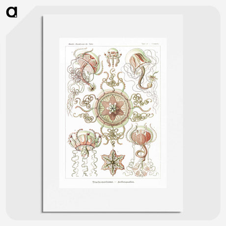 1-61_Ernst-Haeckel_picture