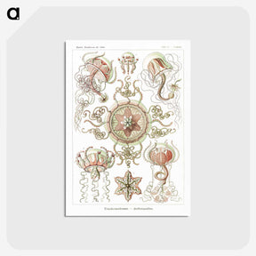 1-61_Ernst-Haeckel_postcard