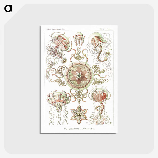 1-61_Ernst-Haeckel_postcard