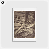 アートポストカード-Saint-Cloud, Tree Roots
 - ウジェーヌ アジェ Postcard.