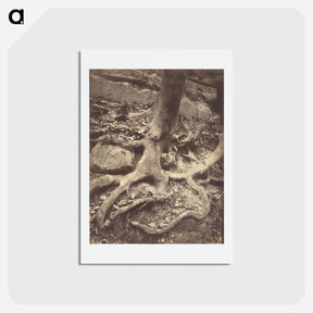 アートポストカード-Saint-Cloud, Tree Roots
 - ウジェーヌ アジェ Postcard.