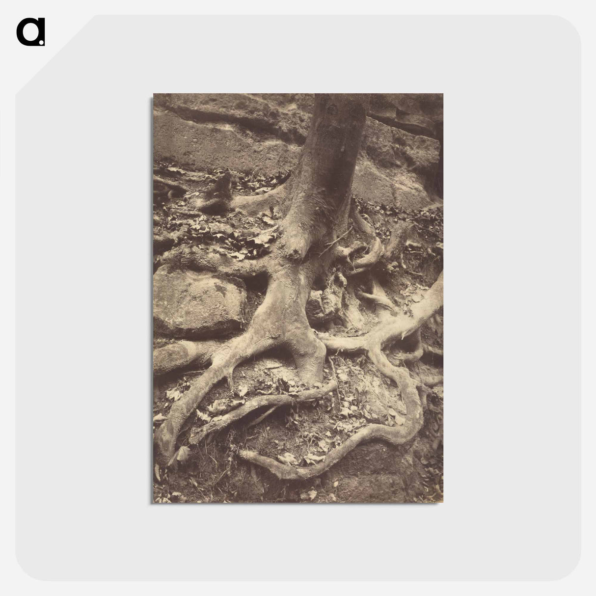 アートポストカード-Saint-Cloud, Tree Roots
 - ウジェーヌ アジェ Postcard.