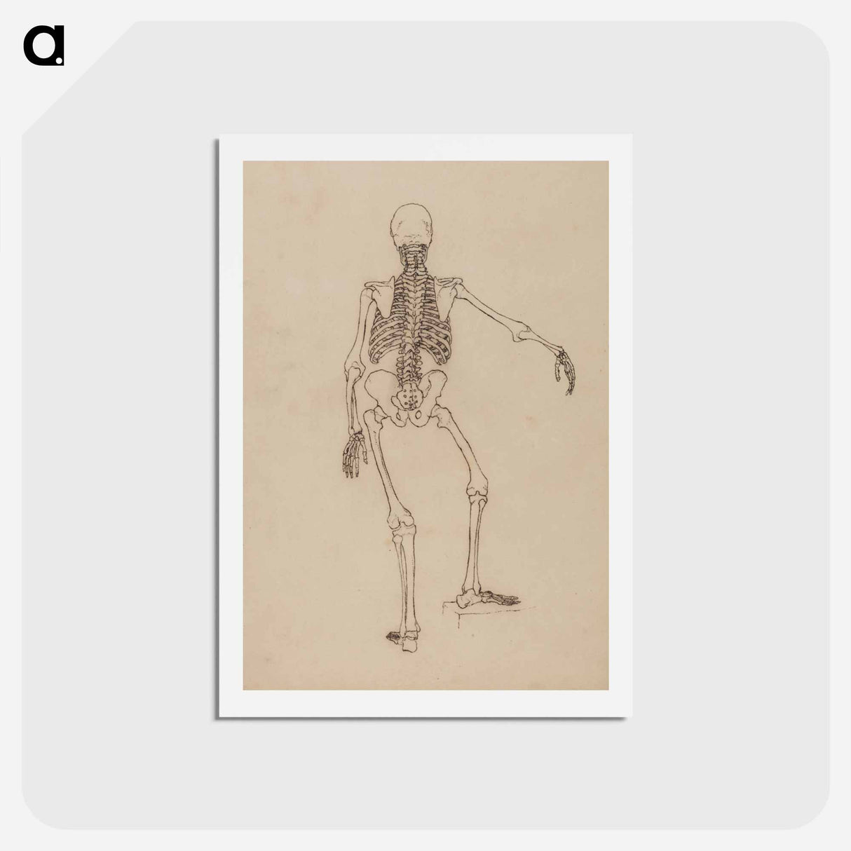 アートポストカード-Human Skeleton, Posterior View
 - ジョージ スタッブス Postcard.
