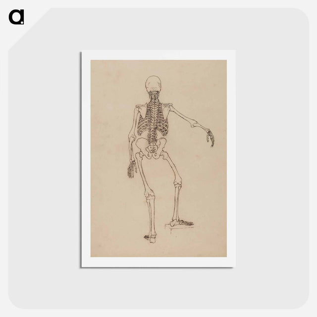 アートポストカード-Human Skeleton, Posterior View
 - ジョージ スタッブス Postcard.