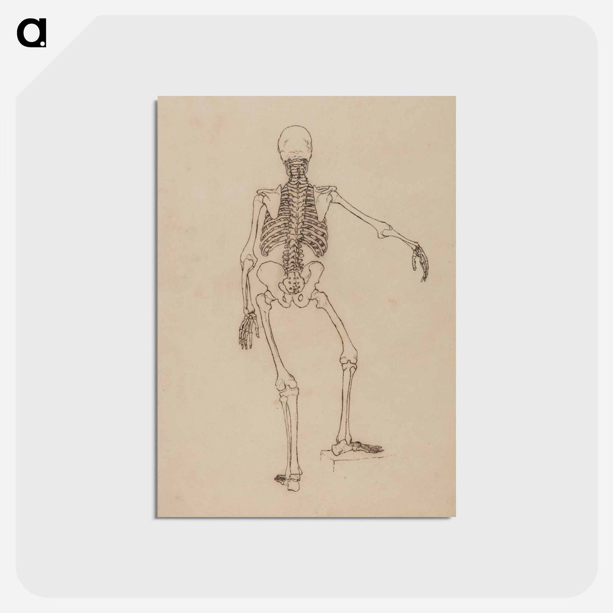 アートポストカード-Human Skeleton, Posterior View
 - ジョージ スタッブス Postcard.