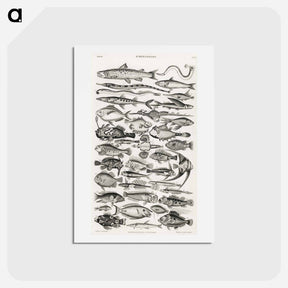 アートポストカード-Ichthyology
 - ゴールドスミスの生き生きとした自然 Postcard.