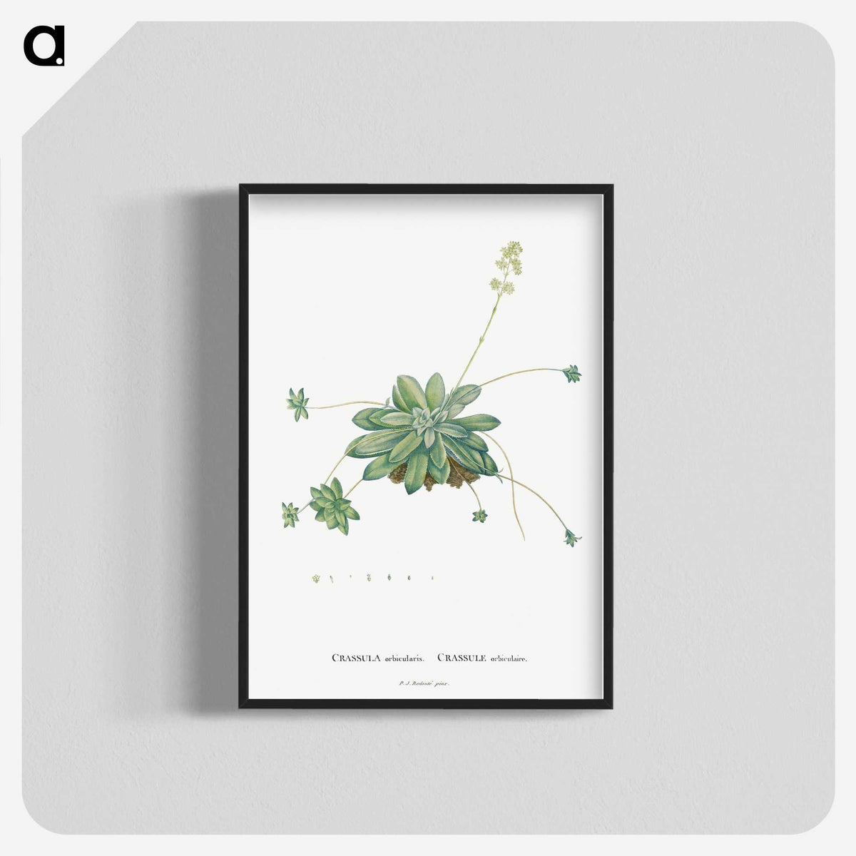 1-61_Histoire-des-Plantes-Grasses_blk-crop