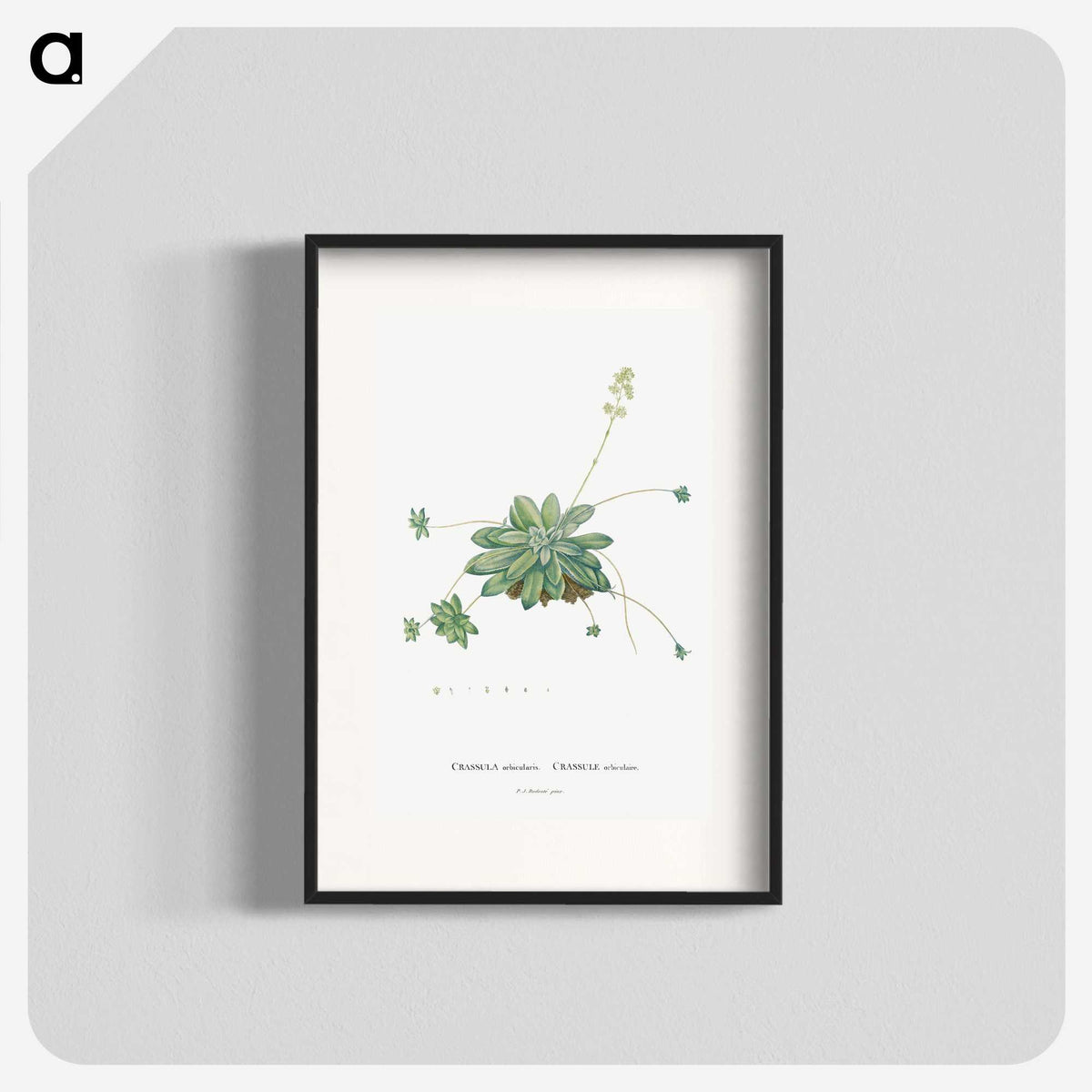 1-61_Histoire-des-Plantes-Grasses_blk