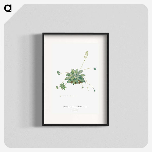1-61_Histoire-des-Plantes-Grasses_blk
