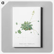 1-61_Histoire-des-Plantes-Grasses_canvas