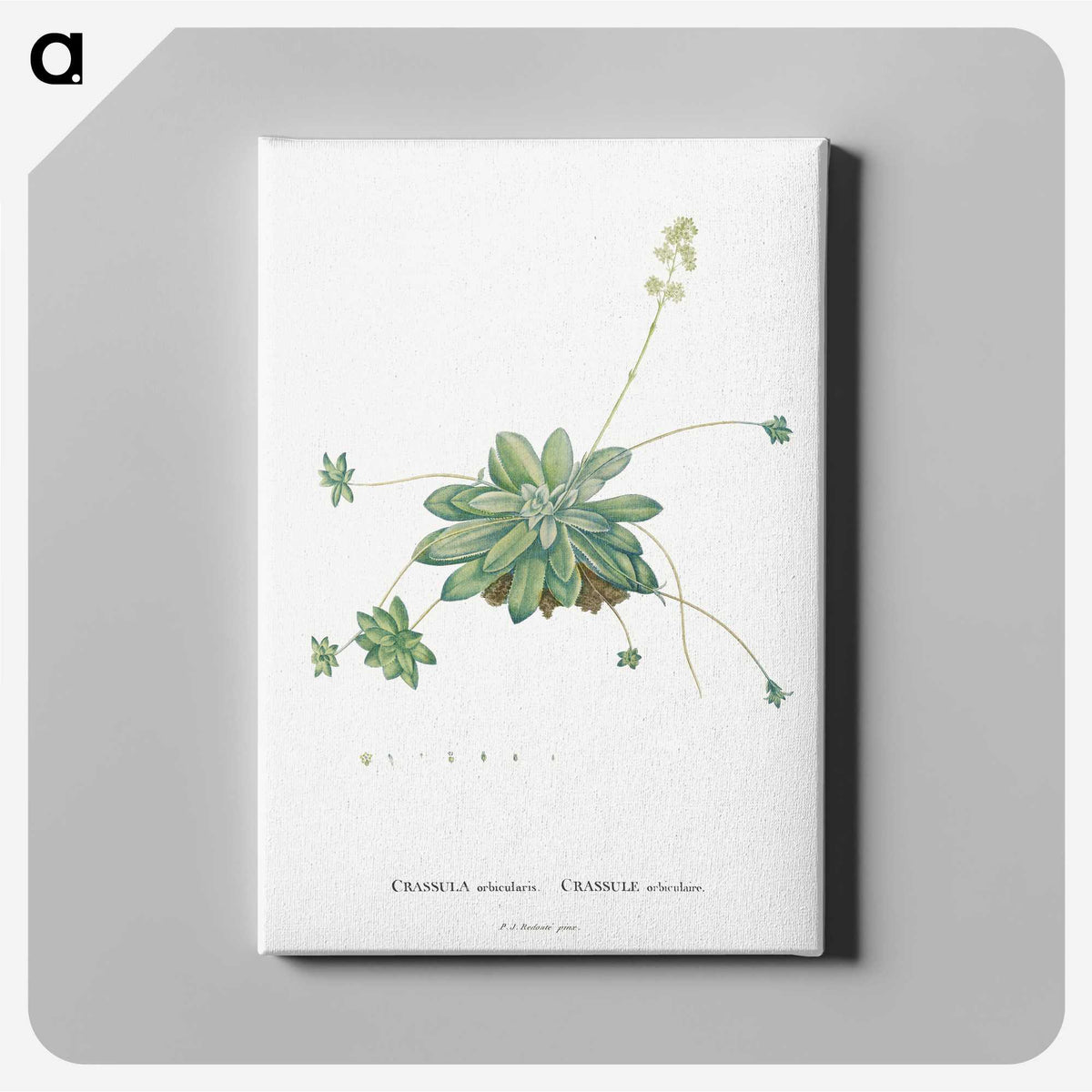 1-61_Histoire-des-Plantes-Grasses_canvas