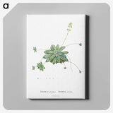 1-61_Histoire-des-Plantes-Grasses_canvas