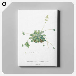 1-61_Histoire-des-Plantes-Grasses_canvas