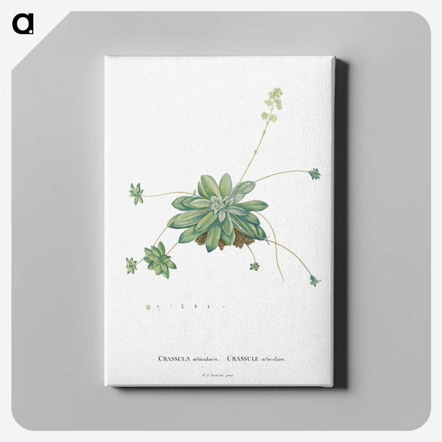 1-61_Histoire-des-Plantes-Grasses_canvas