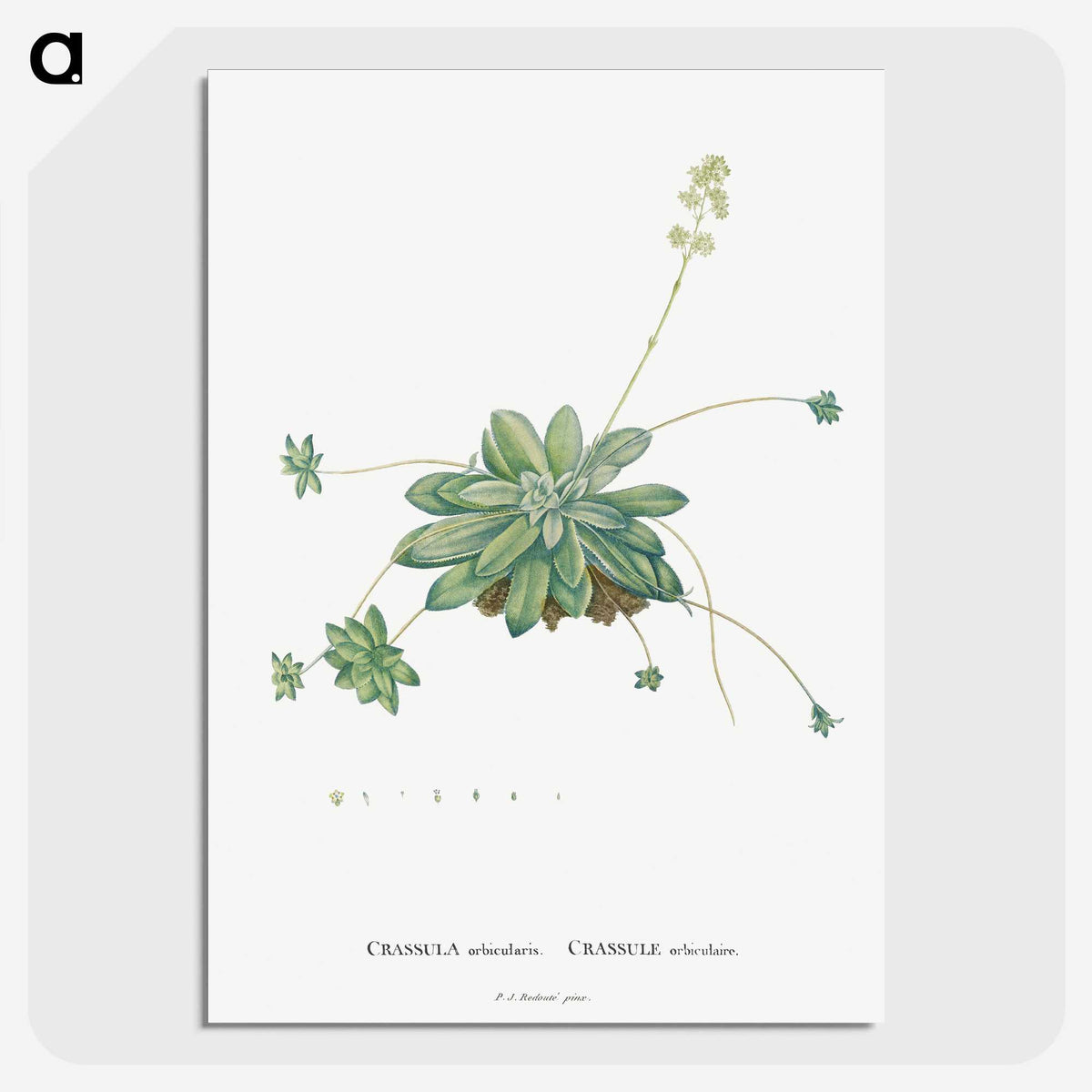 1-61_Histoire-des-Plantes-Grasses_picture-crop