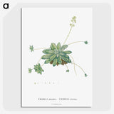 1-61_Histoire-des-Plantes-Grasses_picture-crop