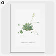 1-61_Histoire-des-Plantes-Grasses_picture