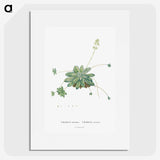 1-61_Histoire-des-Plantes-Grasses_picture