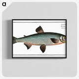 1-61_Ichtyologie-ou-Histoire-naturelle_blk-crop