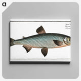 1-61_Ichtyologie-ou-Histoire-naturelle_canvas