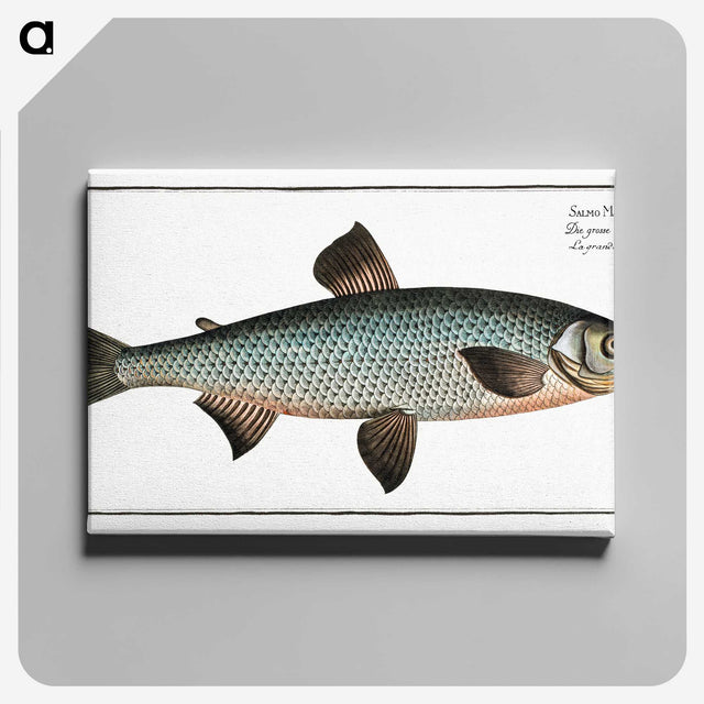 1-61_Ichtyologie-ou-Histoire-naturelle_canvas