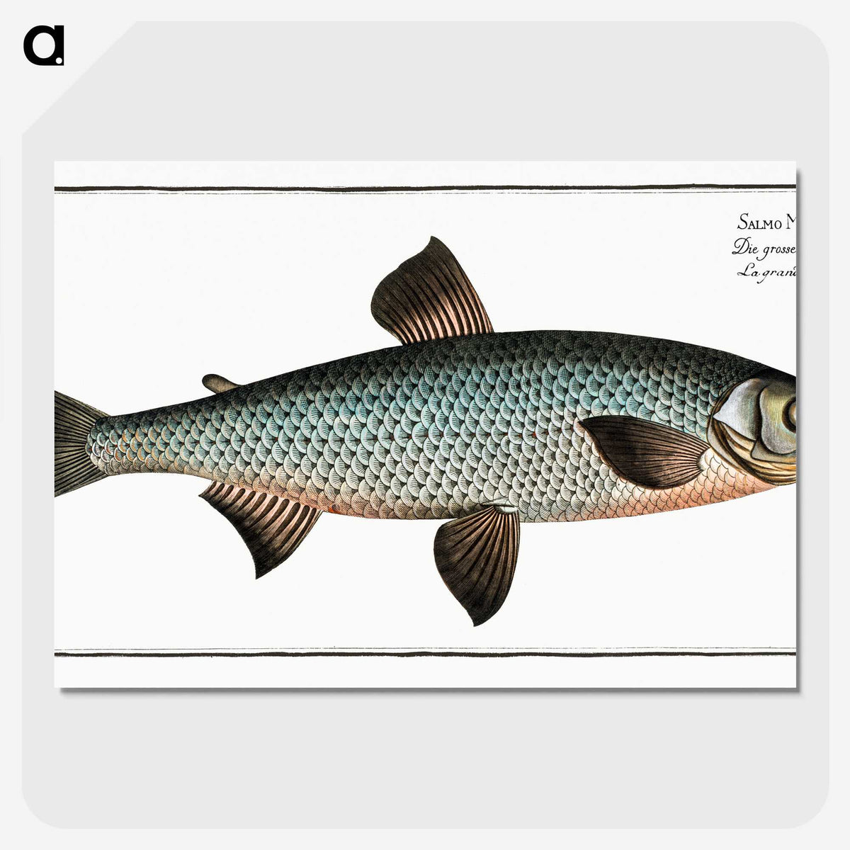 1-61_Ichtyologie-ou-Histoire-naturelle_picture-crop