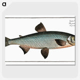 1-61_Ichtyologie-ou-Histoire-naturelle_picture-crop