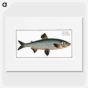 1-61_Ichtyologie-ou-Histoire-naturelle_picture